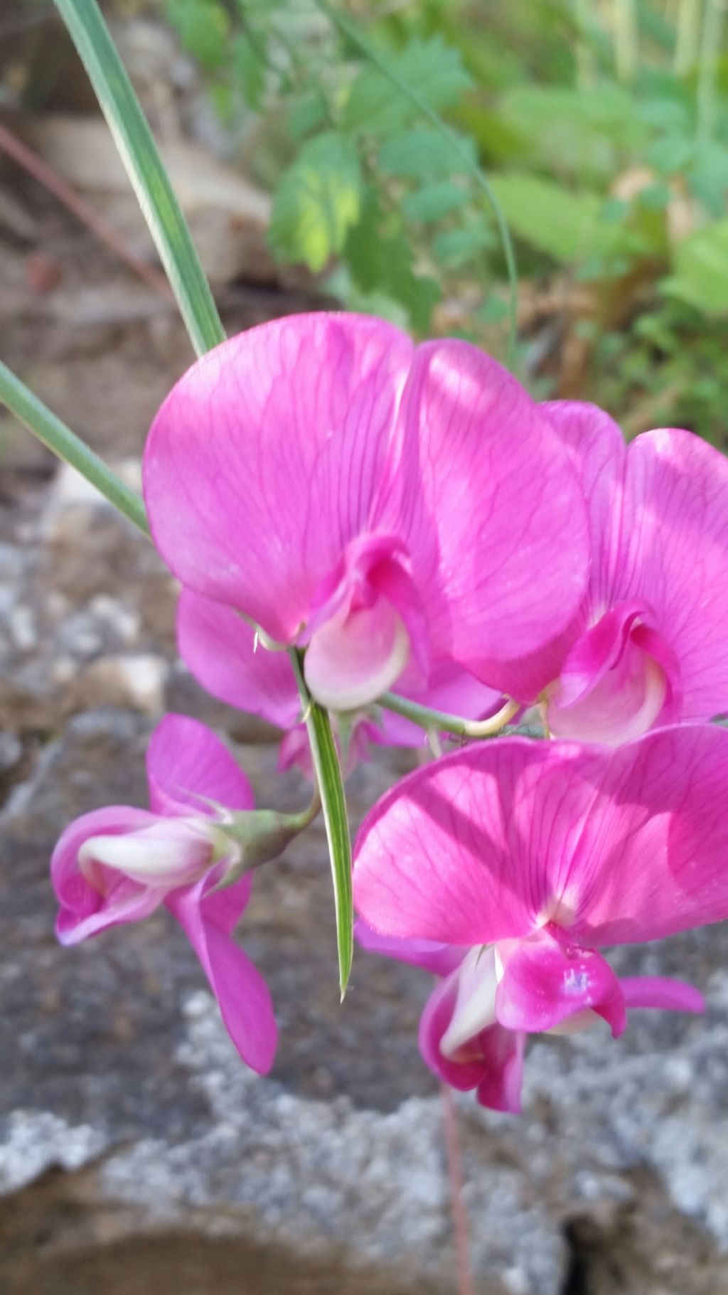 Lathyrus sp. (Fabaceae)